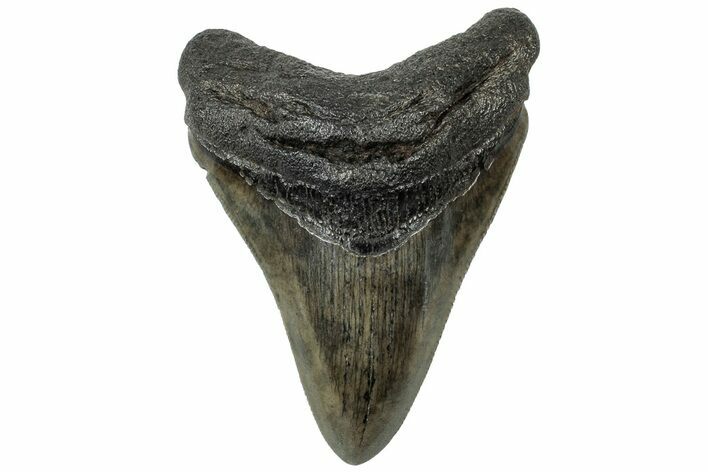 Colorful, Fossil Megalodon Tooth - South Carolina #310420